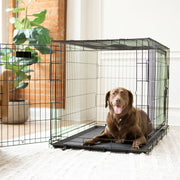 Vibrant Life 37130D Double-Door Foldable Metal Wire Dog Crate with Divider, X-Large, 42