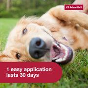 Elanco US Inc 90204385 Monthly Flea & Tick Prevention for Large Dogs 21-55 lbs, 1-Monthly Treatment