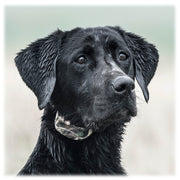 SportDOG Brand SDR-AC WetlandHunter 425X Add-A-Dog Collar