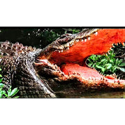 Shout! Factory Alligator Limited Edition Steelbook 4K Ultra HD Movie with Digital Copy, Horror Thriller, 1010336425