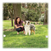 PetSafe PIF00-15001 Free to Roam Dog and Cat Wireless Fence from the Parent Company of INVISIBLE FENCE Brand Above Ground Electric Pet Fence