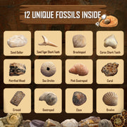Byncceh Fossil Dig Kit Educational STEM Science Toy with 12 Real Fossils and Dinosaur Bones for Kids Ages 6+