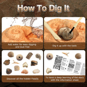 Byncceh Fossil Dig Kit Educational STEM Science Toy with 12 Real Fossils and Dinosaur Bones for Kids Ages 6+