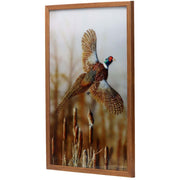 Open Road Brands Pheasant on Framed Acrylic MDF Artwork, Nature-Inspired Home Decor