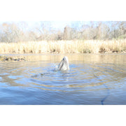MOJO Outdoors Hw2554 Dabbler Motorized Feeding Duck Decoy