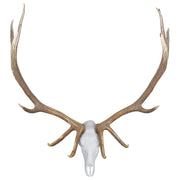 Mountain Mike's Skull Master Elk Kit