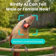 Birdfy Smart Metal Bird Feeder with Built-in Solar Panel and AI Camera