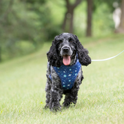 Vibrant Life 80064468 Space Adventures Adjustable Dog Harness, Polyester & Spandex, Blue, XS, Chest 12-14 in