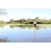 MOJO Outdoors Baby MOJO 2.0 Hen Motorized Duck Decoy