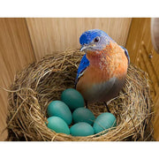 Birdfy NI-8311 Smart Bird House with Solar Powered AI Camera