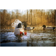 Higdon Outdoors 54072 Pulsator PRO Mallard Drake Motorized Duck Decoy with Feet