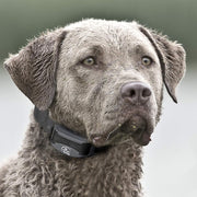 SportDOG SDR-AXS FieldTrainer 425XS Add-A-Dog Collar for Stubborn Dogs - Additional, Replacement, or Extra Collar for Your Remote Trainer - Waterproof and Rechargeable with Tone, Vibration, and Shock