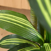 DR.Planzen 5ft Dracaena Tree Faux Plants Indoor Outdoor Decor Artificial Tree - Plastic and Silk