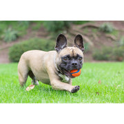 Doskocil Chuckit Ultra Ball Rubber Fetch Dog Toy, Medium 2.5 Inch Diameter, High Bounce, Durable Rubber, Floating Water Toy, Pack of 4, Orange and Blue, 47029