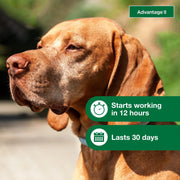 Advantage II Topical Flea Treatment for Large Dogs 21-55 lbs, Fragrance-Free, Waterproof, 4-Pack, 86336707