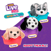 Little Live Pets My Really Real Puppy Mini Aurora the Husky Interactive Plush Toy with 20+ Sounds and Reactions, Cozy Basket Included, Ages 5+