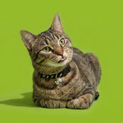 Vibrant Life Reflective Break-Away Adjustable Cat Collar, Black with Silver Lightning Bolt, One Size