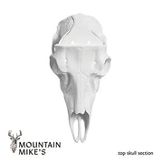 ELK RECORD KEEPER SKULL KIT - NONE - ELK