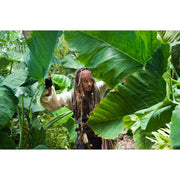 Disney Pirates of the Caribbean 5-Film Action Adventure, Family-Friendly, Standard Format (DVD)