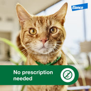 Advantage XD Large Cat Topical Flea Treatment, Fast-Acting, 2-Month Protection, Fragrance-Free, for Cats Over 9 lbs, CA4242006AM