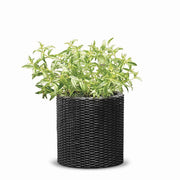 Keter 271123 Small Cylinder Rattan Resin Plant Planter Set of 2, Graphite, Indoor and Outdoor
