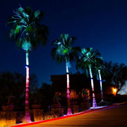 Palm Tree Light PTL220120V Color Changing 20W 120V