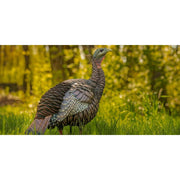 Avian-X HDR Hen Turkey Decoy, Heavy-Duty Realism, Two Interchangeable Heads, Multicolor, Durable Blow-Molded Design, AVX8106