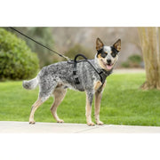 PetSafe WM-ESPH-M-GRY EasySport Dog Harness, Control Handle and Reflective Piping, Medium, Charcoal Grey