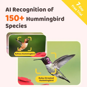 Birdfy EPPAMBNI8902100 Humming Bird Feeder with Camera, 1080P FHD Hummingbird Feeder Camera with Ant Moat - Red&White