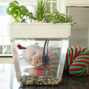 Back to the Roots 32000 Water Garden Fish Tank, Premium