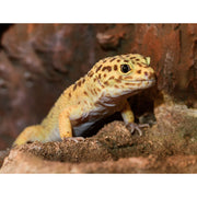 Zilla 100549756 QuickBuild Terrarium with Easy Clean Bedding Tray 30