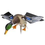 Avian-X AVXDP101 PowerFlight Mallard Drake Motorized Duck Decoy with Remote