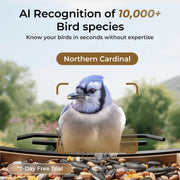 TT Nature Smart Bird Feeder with Camera, Solar Powered, AI Identification of 10000+ Birds, Weather-Resistant Fir Wood, 1080p HD with Night Vision, Outdoor Hanging Design, LBF113-SP
