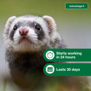Advantage II Topical Flea Treatment for Ferrets 1+ lbs, Vet-Recommended, Fragrance-Free, Waterproof, 2-Month Supply, 86458101