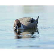 GHG Pro Grade Pintail Duck Decoys 6 Pack