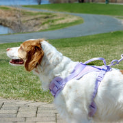 Vibrant Life 603806M Neoprene Comfort Control Harness, Lavender, Medium, Adjustable Fit, Soft Material, Sturdy D-Ring