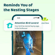 Birdfy Smart Bird House, Solar Powered 1080P HD Camera with Night Vision, Eco-Friendly Bamboo, Polygon Shape, Blue