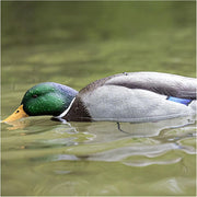 Avian-X Avx-Tpupm Tip Up Mallard Feeder Duck Decoy
