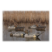 Avian-X Topflight Pintail Duck Decoys 6-Pack
