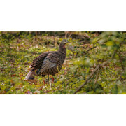 Avian-X HDR Hen Turkey Decoy, Heavy-Duty Realism, Two Interchangeable Heads, Multicolor, Durable Blow-Molded Design, AVX8106