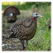 Avian-X LCD Breeder Hen Turkey Decoy