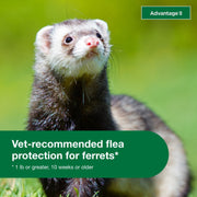 Advantage II Topical Flea Treatment for Ferrets 1+ lbs, Vet-Recommended, Fragrance-Free, Waterproof, 2-Month Supply, 86458101