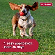K9 Advantix II Flea and Tick Treatment for Small Dogs, 1-Pack